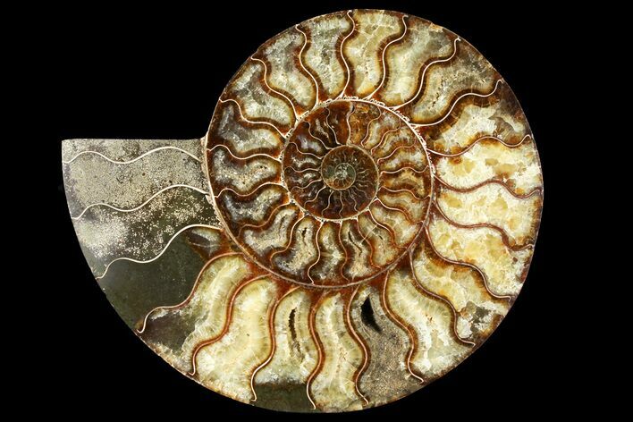 Cut Ammonite Fossil (Half) - Agatized #121490
